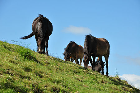 Ponies on Traprain Law