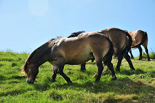 Ponies on Traprain Law