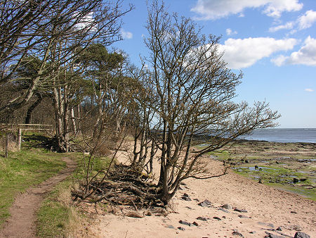Beach at Tyninghame Links