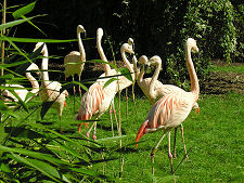 Flamingos