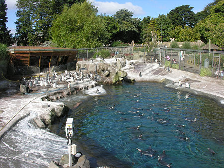 Penguin Enclosure