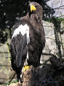 Sea Eagle