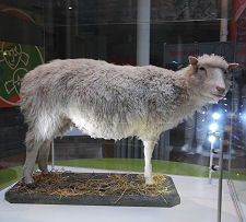 Dolly the Sheep