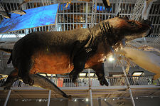 Animal World: Swimming Hippo