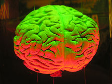 The Influence of Humans