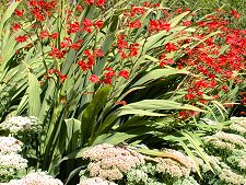 ...of Flowers of Every Hue