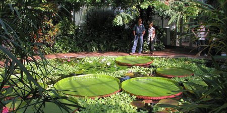 The Amazonian Water Lily Victoria amazonica, the Largest Water Lily in the World