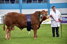 Champion Bull