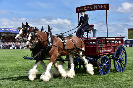 Heavy Horses on Show