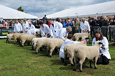 Judging Sheep