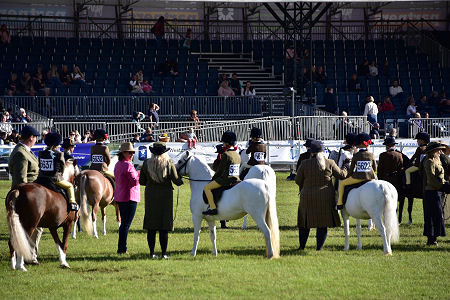 Ponies in the Arena at the Royal Highland Show