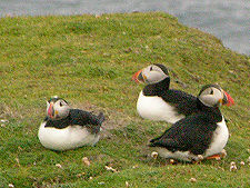 Puffins