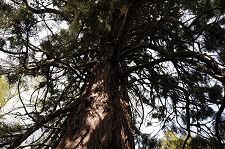 Giant Redwood