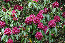 Rhododendrons