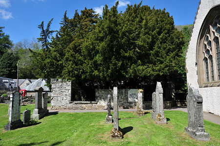 The Fortingall Yew