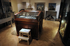 Natural History Displays