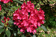 Red Rhododendrons