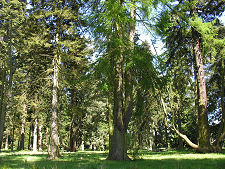 The Pinetum