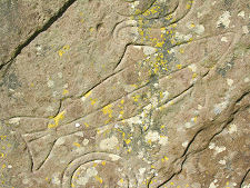 Fish Carved on Rear Face