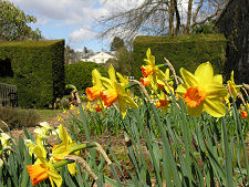 Daffodils