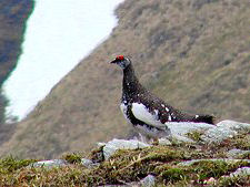 Resident Ptarmigan