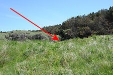 The Change in Vegetation is the Key