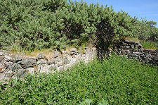 ...Complete With Nettles