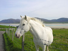 A Luskentyre Resident