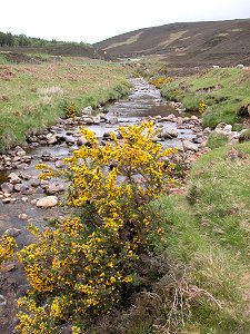 Looking Up the Kildonan Burn