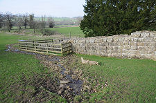 The Spring in the Field