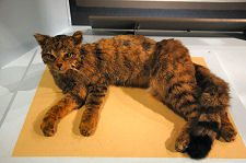 Scottish Wildcat