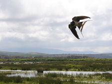A Swallow Seen from the Hide
