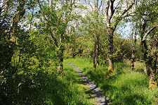 Woodland Path