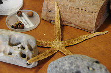 Starfish
