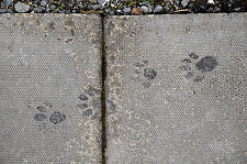 Making Tracks: the Path to the Door