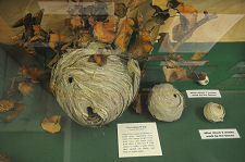 Wasps' Nest