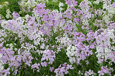 Banks of Wild Dame's Rocket