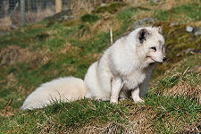 Arctic Fox