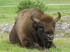 European Bison