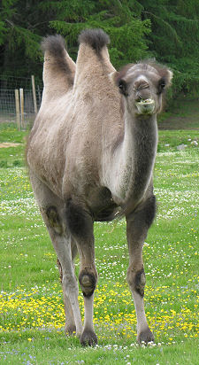 Bactrian Camel