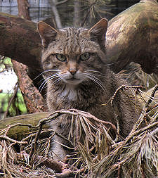Scottish Wildcat