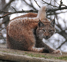 Lynx