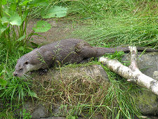 Otter