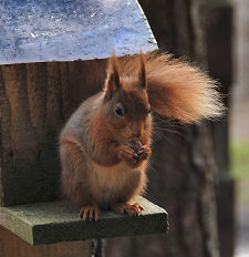 Red Squirrel
