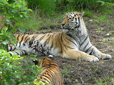 Amur Tigers
