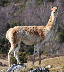 Vicuna