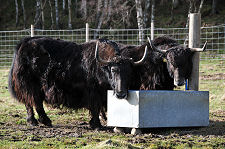 Yaks