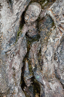 Another Tree Stump Character