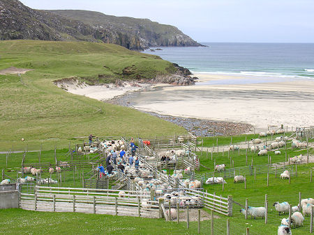 Sorting the Spring Lambs at Valtos