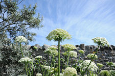 A Glimpse of the Sky